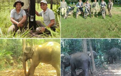 Ret Thaung and research on Asian Elephant