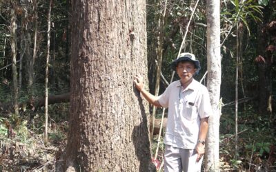 Rooting Forest Restoration in Science: Dr So Thea’s Contribution to Cambodia’s Biodiversity